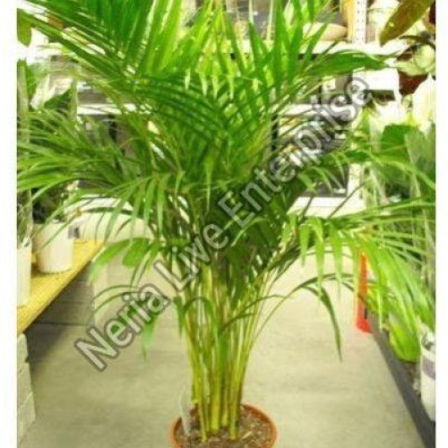 Areca Palm Tree