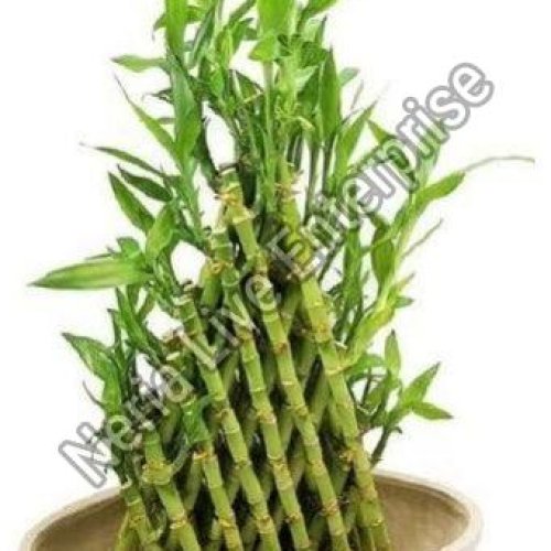 Bamboo Plant