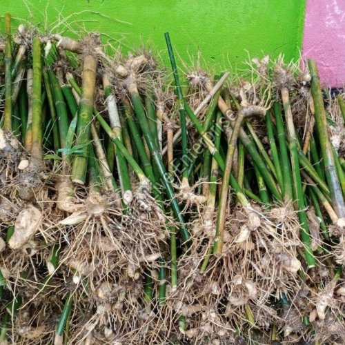 Bamboo Rhizomes Plant