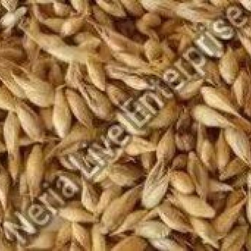 Bamboo Seeds