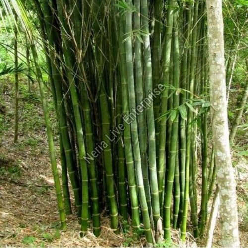 Dendrocalamus Giganteus Plant