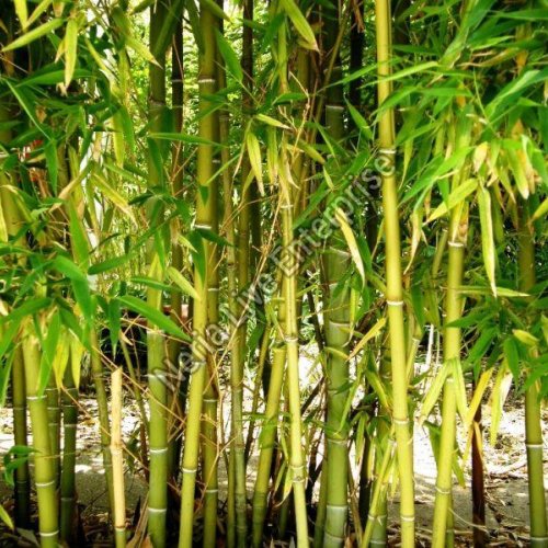 Dendrocalamus Sinicus Plant