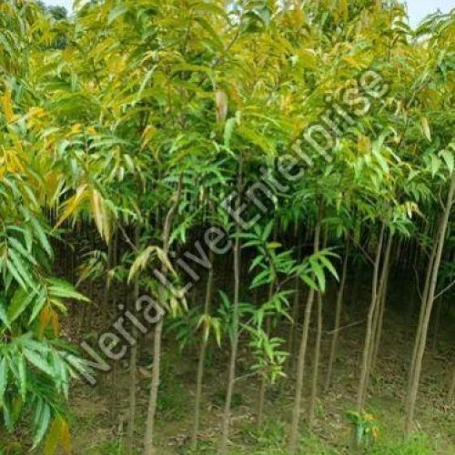 Forestry Plant