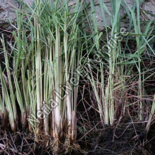 Lemongrass
