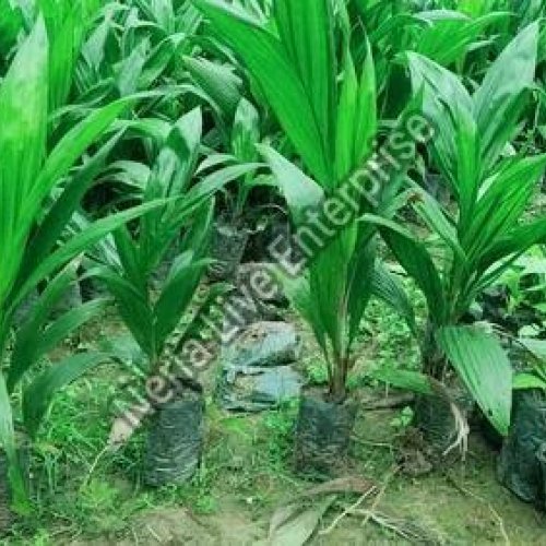 Palm oil plant