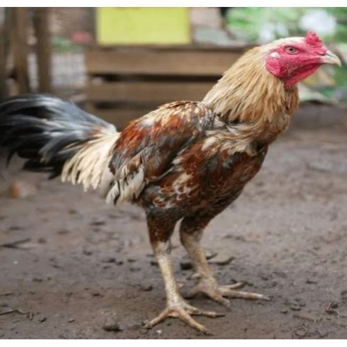 Live Aseel Chicken