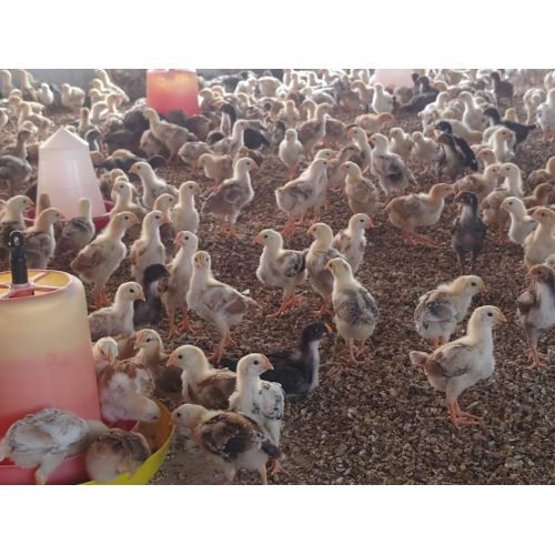 One Month Old Aseel Country Chicks