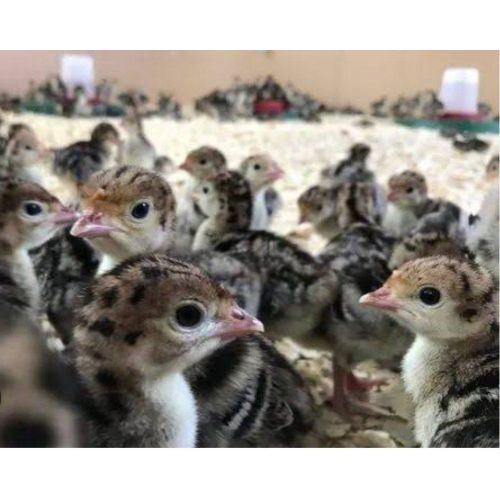 Turkey Day Old Chicks
