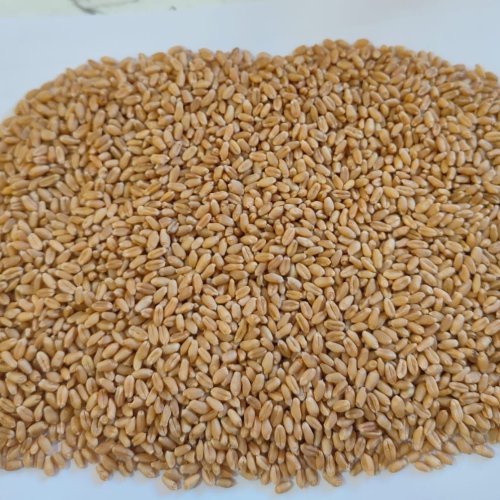 Indian Wheat Grain