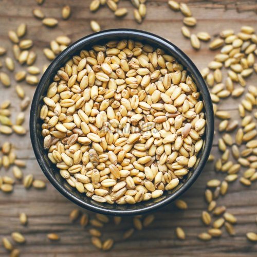 Natural Wheat Grain