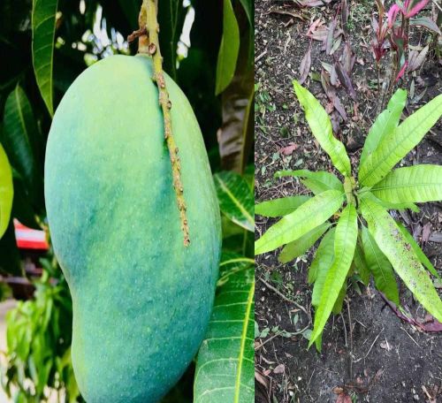 A Grade Fresh Fazli Mango