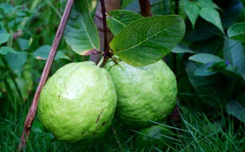 A Grade Fresh Peru Guava