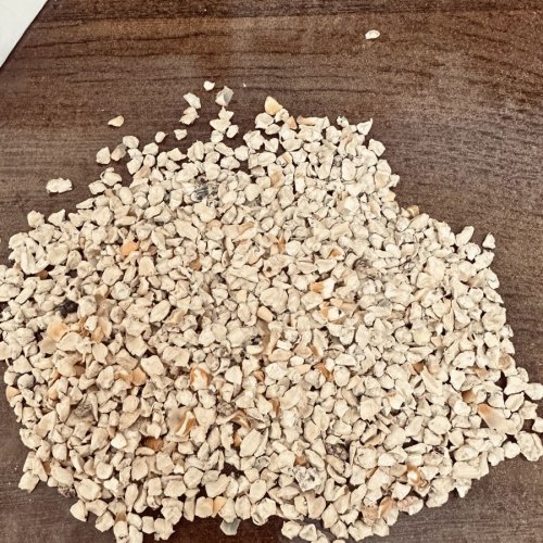 Corn Germ