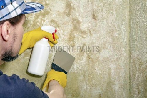 Wall Damp Proof Coating