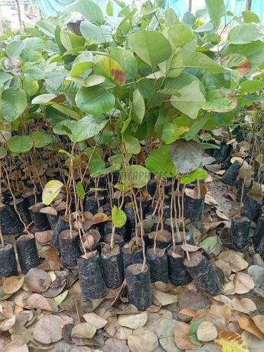 3 Feet Red Sandalwood Plant