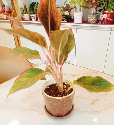 Aglaonema Plant