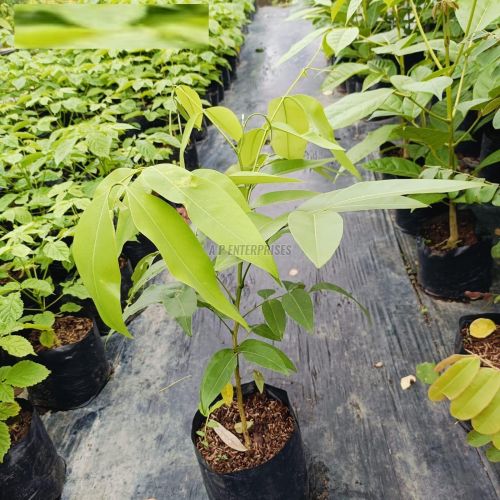 2 Feet Amaltas Plant