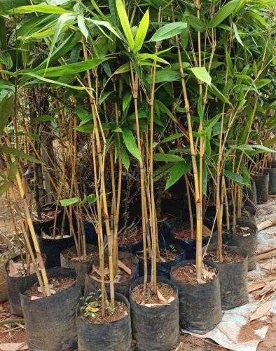 Bamboo Plant