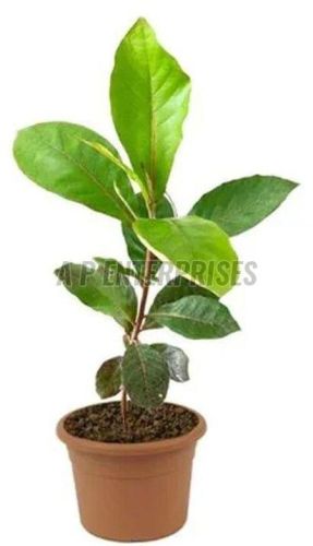 California Almond Plant