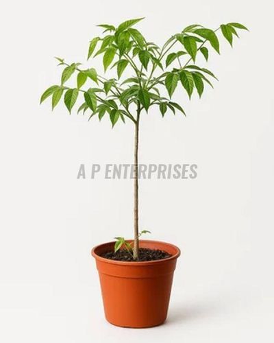 Cotton Plant