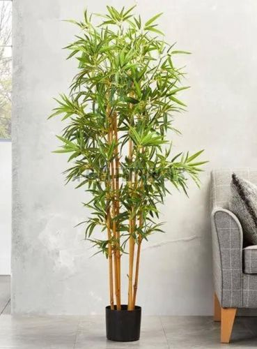 Golden Bamboo Plant