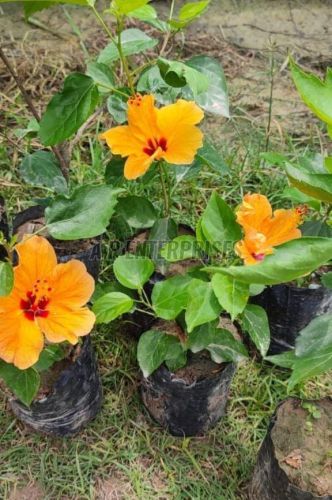 Hybrid Hibiscus Plant