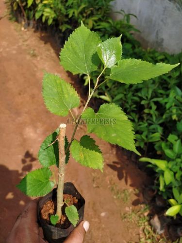 Mulberry Plant