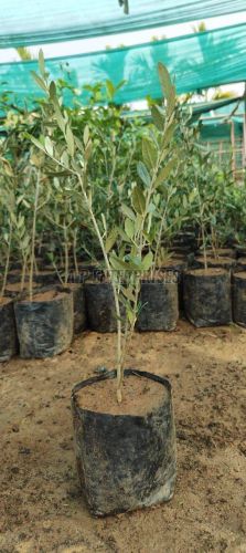 Olive Jaitun Plant