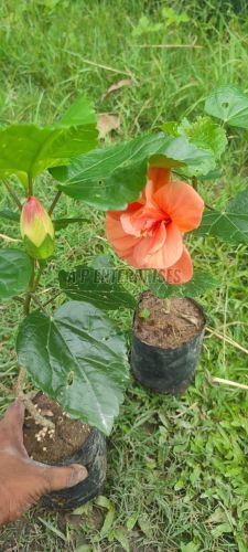 Orange Hibiscus Plant