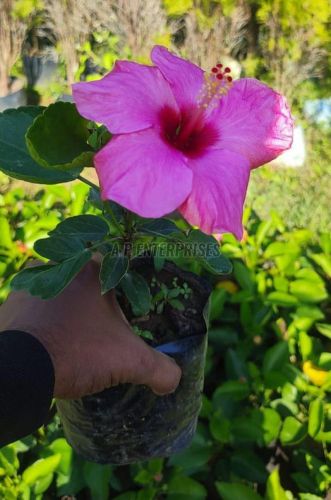 Pink Hibiscus Plant