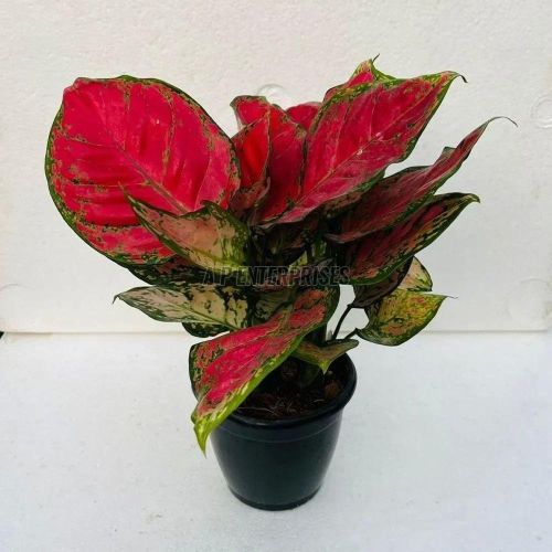 Red Aglaonema Plant