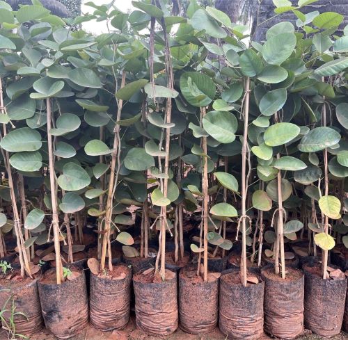 Red Sandalwood Plant