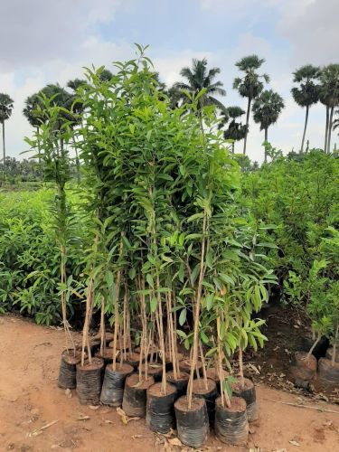 Rudraksha Plant