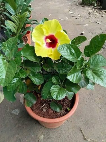 Yellow Hibiscus Plant