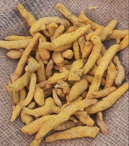 Sangli Turmeric Finger
