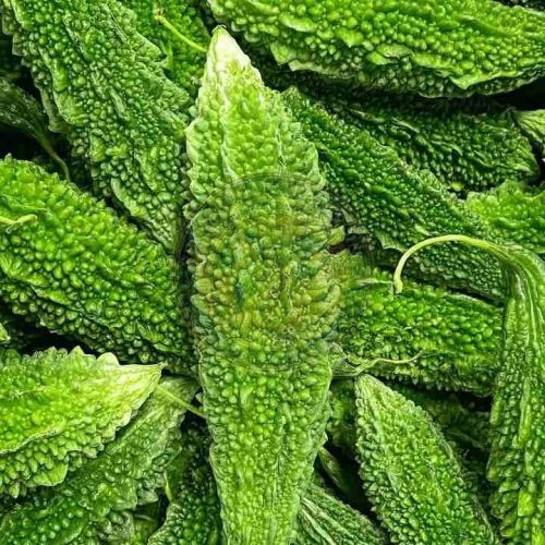Fresh Bitter Gourd