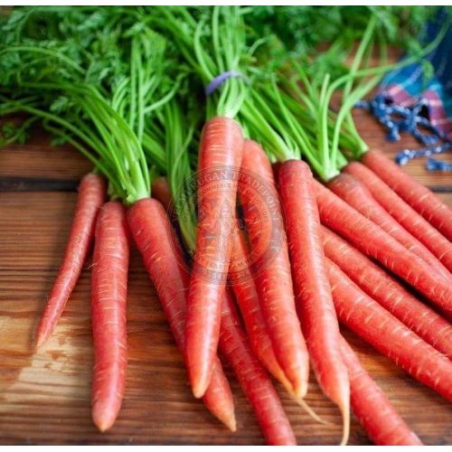 Fresh Red Carrot