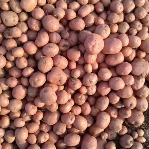 LR Red Potato