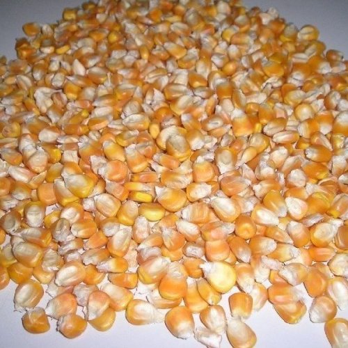Yellow Maize Seeds