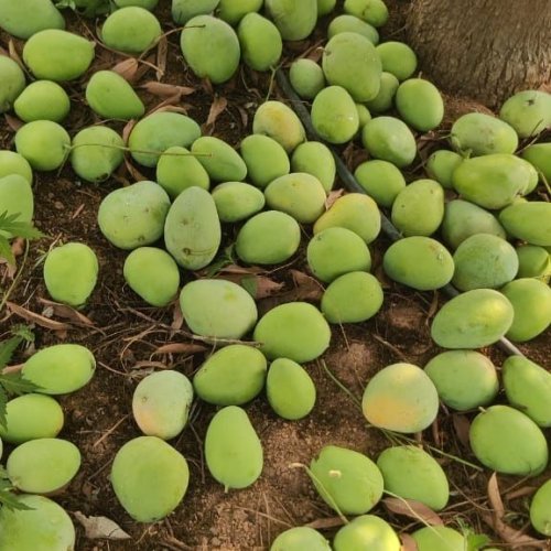 A Grade Taiwan Pink Guava