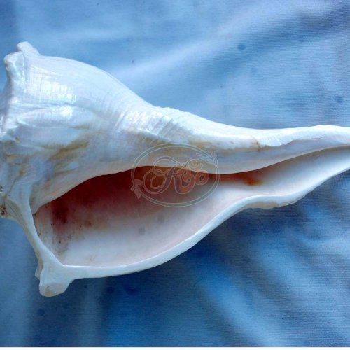 Conch Shells