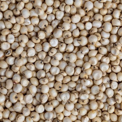 Sorghum Millet Seeds