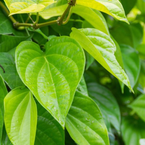 Natural Betel Leaf