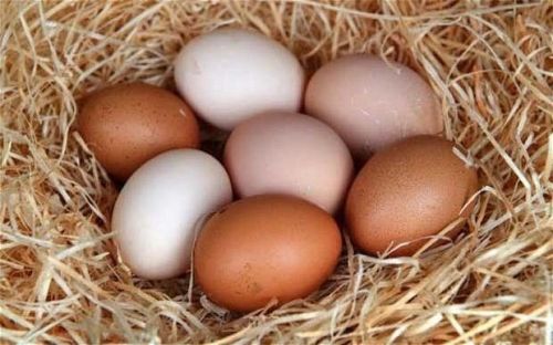 Protein & Animal Farm Products