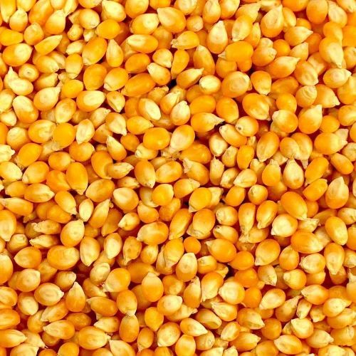 Natural Yellow Maize Corn