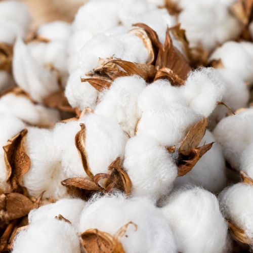 Raw Cotton Fiber