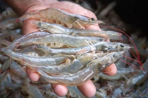 White Leg Shrimp