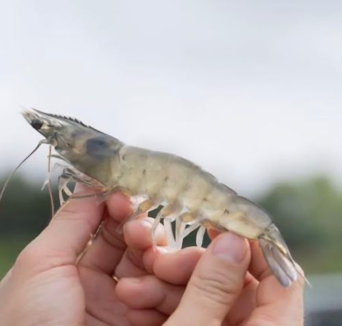 40 Count Vannamei Prawns