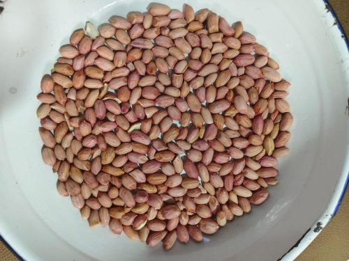 Ground Nut