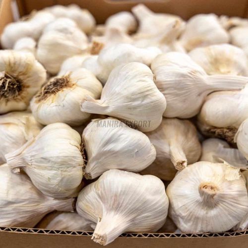 Fresh White Garlic
